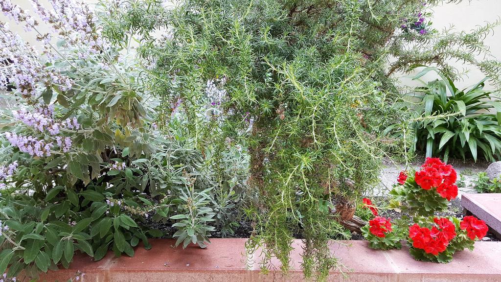 Il Giardino Del Nespolo Panzió Alghero Kültér fotó