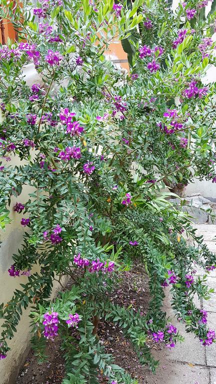 Il Giardino Del Nespolo Panzió Alghero Kültér fotó